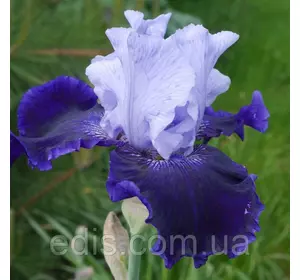 Ірис бородатий високий World Premier Ірис бородатий високий World Premier