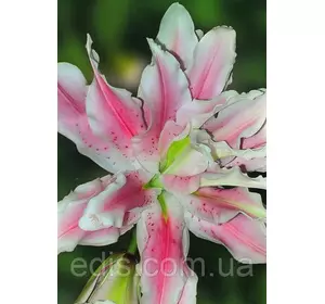 Лілія орієнтальна махрова Owen (Оуен) 1 цибулина 12/14 Лілія орієнтальна махрова Owen (Оуен) 1 цибулина 12/14