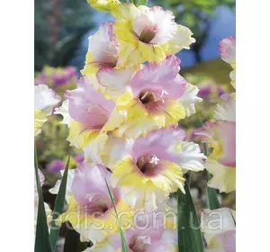 Гладіолус Mon Amour 8/10 3 цибулини Гладіолус Mon Amour 8/10 3 цибулини