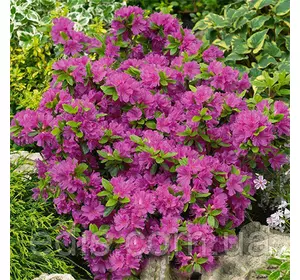 Рододендрон Takako Рододендрон Takako