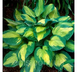 Хоста Capitain Kirk кореневище Хоста Capitain Kirk кореневище