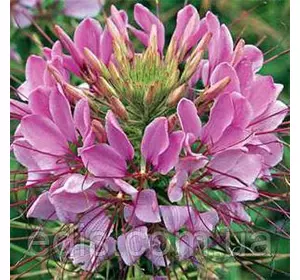 Клеома колюча суміш 0,2 г, насіння Яскрава Клеома колюча суміш 0,2 г, насіння Яскрава