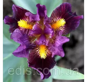 Ірис карликовий Zap Ірис карликовий Zap