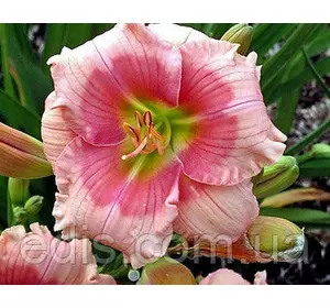 Лілейник Janice Brown (Дженіс Браун) Лілейник Janice Brown (Дженіс Браун)