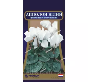 Цикламен перський Апполон білий, 5 насінин, Яскрава PREMIUM Цикламен перський Апполон білий, 5 насінин, Яскрава PREMIUM