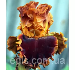 Ірис високий бородатий Copatonic (Копатонік) Ірис високий бородатий Copatonic (Копатонік)