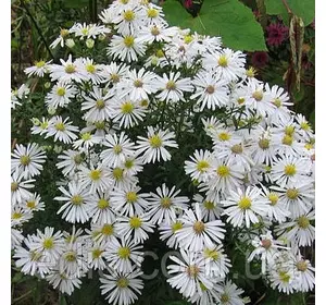 Айстра багаторічна Kristina (сентябринка) у контейнері Айстра багаторічна Kristina (сентябринка) у контейнері