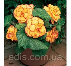 Бегонія бульбова Пікоті жовто-червона, бульба Бегонія бульбова Пікоті жовто-червона, бульба