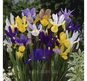 Ірис голландський (Ксифіум) Суміш 25 цибулин Ірис голландський (Ксифіум) Суміш 25 цибулин