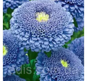 Айстра принцесса Крістіна Блакитна 0,3 г насіння Яскрава Айстра принцесса Крістіна Блакитна 0,3 г насіння Яскрава