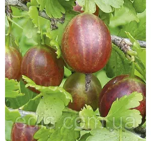 Агрус Безколючковий (середньопізній) Агрус Безколючковий (середньопізній)