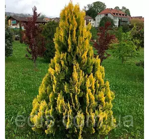 Туя Yellow Ribbon (Єллоу Ріббон) у контейнері 2 л Туя Yellow Ribbon (Єллоу Ріббон) у контейнері 2 л