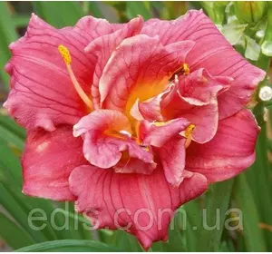 Лілейник Cute As Can Be в контейнері Лілейник Cute As Can Be в контейнері