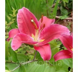 Лілія орієнтальна Rousillion (Русільйон) 1 цибулина 12/14 Лілія орієнтальна Rousillion (Русільйон) 1 цибулина 12/14