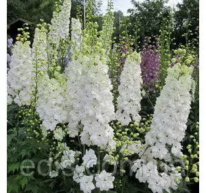 Дельфініум багаторічний Галахад 0,1 г, насіння Яскрава Дельфініум багаторічний Галахад 0,1 г, насіння Яскрава