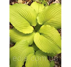 Хоста Piedmont Gold (П'єдмонтон Голд) кореневище Хоста Piedmont Gold (П'єдмонтон Голд) кореневище