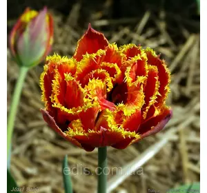 Тюльпан махровий Gold Dust (Голд Даст ) оторочений 3 цибулинки Тюльпан махровий Gold Dust (Голд Даст ) оторочений 3 цибулинки