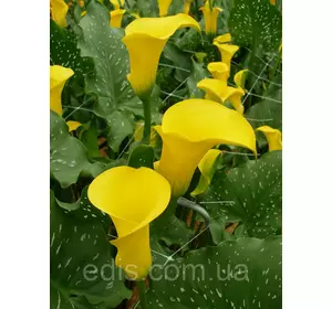 Калла Cameo (Камео) 1 бульба 12/14 Калла Cameo (Камео) 1 бульба 12/14