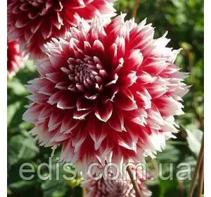 Жоржина Фимбриата Red and White Fubuki Жоржина Фимбриата Red and White Fubuki