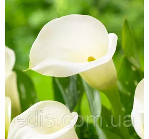 Калла бульбова Crystal Clear (Крістал Кліпу) 1 бульба 12/14 Калла бульбова Crystal Clear (Крістал Кліпу) 1 бульба 12/14