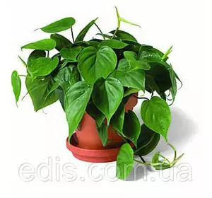 Філодендрон лазячий Кімнатна рослина, Р9 Філодендрон лазячий Кімнатна рослина, Р9