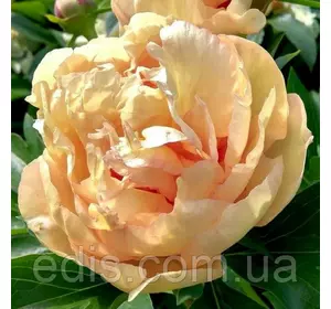 Півонія ІТО-гібрид Canary Brilliant (Канарі Діамант) Півонія ІТО-гібрид Canary Brilliant (Канарі Діамант)