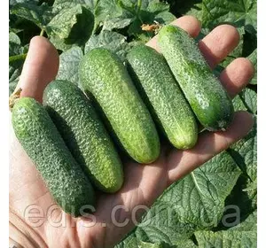 Огірок Лібелла F1 0,5 г насіння Яскрава Огірок Лібелла F1 0,5 г насіння Яскрава