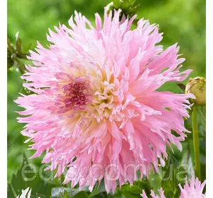 Жоржина Фімбріата Nadia Ruth Жоржина Фімбріата Nadia Ruth