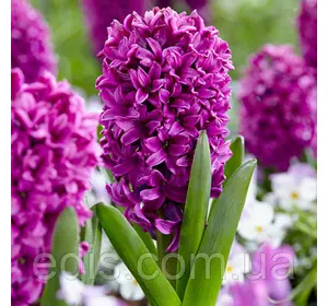 Гіацинт Miss Saigon (Міс Сайгон) 1 цибулина (калібр 14/15 - великий) Гіацинт Miss Saigon (Міс Сайгон) 1 цибулина (калібр 14/15 - великий)