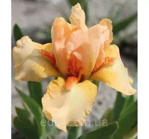 Ірис карликовий Tickled Peach Ірис карликовий Tickled Peach