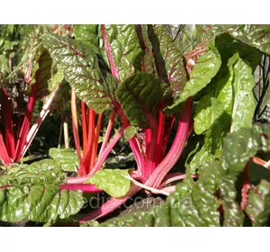 Мангольд червоний Рубард Чард 1,5 г, насіння Яскрава Мангольд червоний Рубард Чард 1,5 г, насіння Яскрава