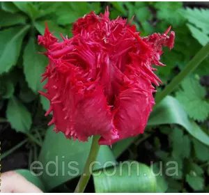 Тюльпан Barbados (Барбадос) оторочений 3 цибулини Тюльпан Barbados (Барбадос) оторочений 3 цибулини