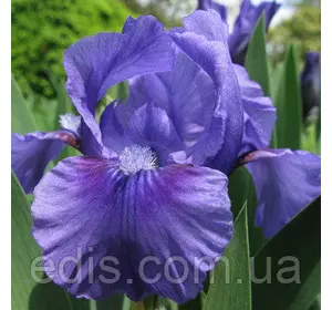 Ірис карликовий Bandury Ruffles (Барнбери Рафлс) Ірис карликовий Bandury Ruffles (Барнбери Рафлс)