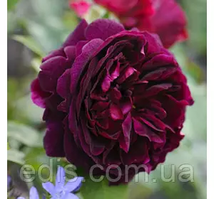 Троянда Мунстед Вуд (Munstead Wood) Троянда Мунстед Вуд (Munstead Wood)