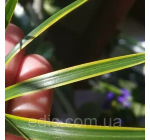 Циперус Aureomarginata (жовтообрамлений) горщик 0,5 л. Циперус Aureomarginata (жовтообрамлений) горщик 0,5 л.