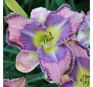 Лілейник Mildred Mitchell Лілейник Mildred Mitchell