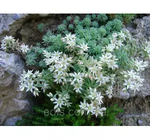 Очиток (седум) іспанський Очиток (седум) іспанський