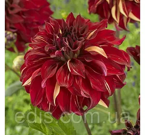 Жоржина високоросла Bohemian Spartacus Жоржина високоросла Bohemian Spartacus