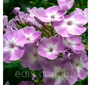 Флокс Katherine у контейнері Флокс Katherine у контейнері