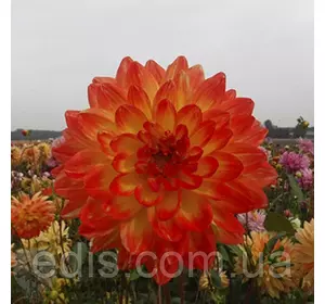 Жоржини з гігантським квіткою Pasodoble Dancer (Пасадобль Дансер) Жоржини з гігантським квіткою Pasodoble Dancer (Пасадобль Дансер)