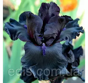 Ірис бородатий Midnight Oil Ірис бородатий Midnight Oil