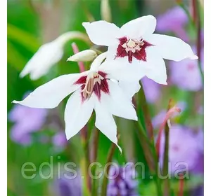 Ацидантера (запашний гладолус) 5 шт/уп. Ацидантера (запашний гладолус) 5 шт/уп.