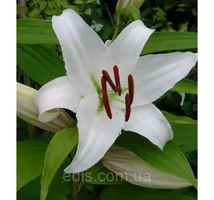 Лілія орієнтальна Simplon (Сімплон) 1 цибулина 12/14 Лілія орієнтальна Simplon (Сімплон) 1 цибулина 12/14