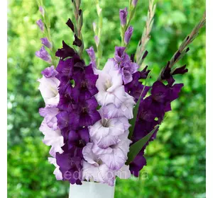 Набір гладіолусів Магія 7 цибулин/уп. Набір гладіолусів Магія 7 цибулин/уп.