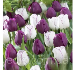 Арт-набір Незнайомка 7 цибулин Арт-набір Незнайомка 7 цибулин