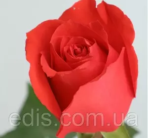 Троянда Корвет (Corvette) чайно-гібридна Троянда Корвет (Corvette) чайно-гібридна