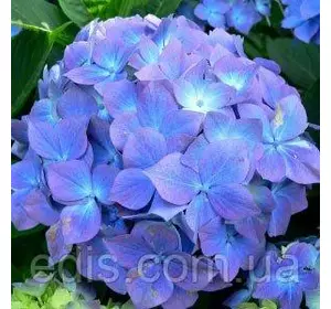 Гортензія Nikko Blue у контейнері Гортензія Nikko Blue у контейнері