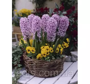 Гіацинт Splendid Cornelia (Сплендід Корнилія) 1 цибулина 15/16 Гіацинт Splendid Cornelia (Сплендід Корнилія) 1 цибулина 15/16