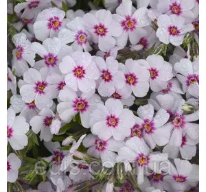 Флокс шилоподібний Coral Eye (Корал Ай) рожевий з малиновим очком Флокс шилоподібний Coral Eye (Корал Ай) рожевий з малиновим очком