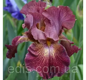 Ірис високий бородатий Figure Head Ірис високий бородатий Figure Head